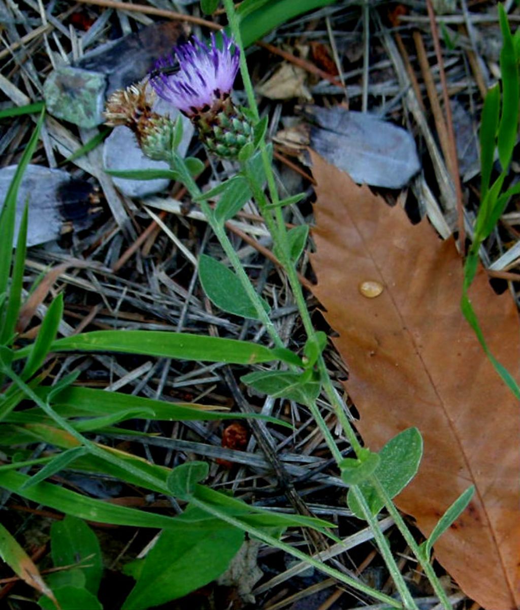 Centaurea ligure 2